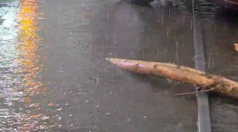 Фото Мощный ураган обрушился на Новосибирск. ОНЛАЙН 12 - Сиб.ФМ Фото Мощный ураган обрушился на Новосибирск. ОНЛАЙН 12